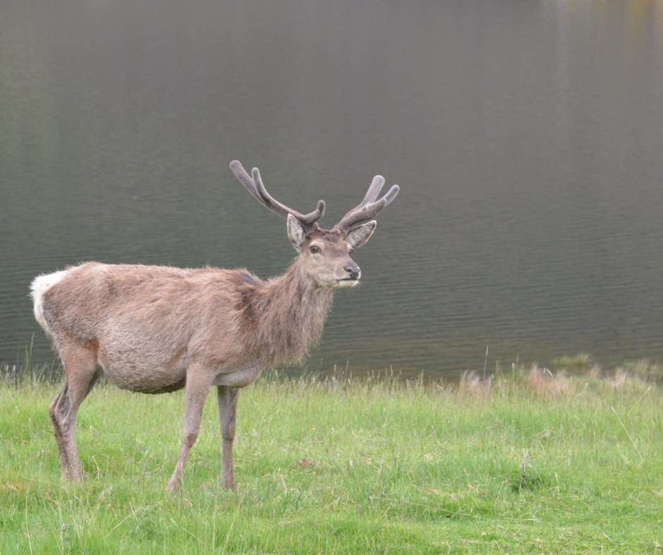 Red Deer in Strathconon near Home Farm Bed and Breakfast on the Black Isle